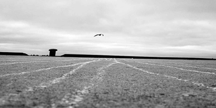 Eine Möwe fliegt über ein Feld