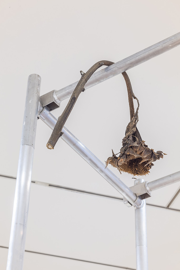 Eine Sonnenblume hängt über einem Gerüst