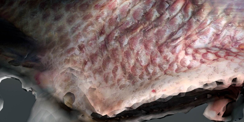 Bild für SOY DREAMS